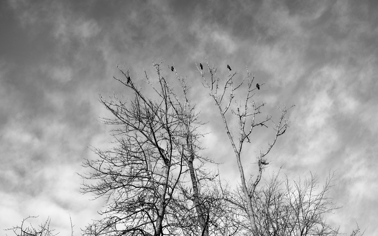 Fünf Krähen auf einem Baum